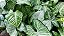 Planta Flecha - Syngonium Podophyllum - Imagem 4