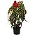 Begonia Maculata (Asa de Anjo) SUPER PROMOÇÃO - Imagem 8