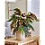 Begonia Maculata (Asa de Anjo) SUPER PROMOÇÃO - Imagem 4