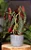 Begonia Maculata (Asa de Anjo) SUPER PROMOÇÃO - Imagem 3