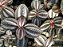 Pilea Involucrata 'Norfolk' (falso tapete de rainha) - Imagem 2