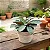 Maranta Amabilis Grey - Imagem 1
