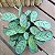 Maranta Amabilis Grey - Imagem 5