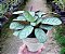 Maranta Amabilis Grey - Imagem 6