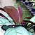 Maranta Amabilis Grey - Imagem 7