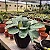 Maranta Amabilis Grey - Imagem 4