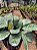 Maranta Amabilis Grey - Imagem 1