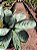 Maranta Amabilis Grey - Imagem 3