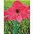 Amaryllis Pink Panther - Imagem 2