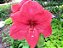 Amaryllis Pink Panther - Imagem 3