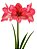 Amaryllis Pink Panther - Imagem 1
