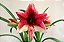 Amaryllis Tosca (bulbo de flor) - Imagem 1