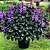 Ametista - Plectranthus Saccatus - MAIOR - Imagem 2