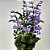 Ametista - Plectranthus Saccatus - MAIOR - Imagem 3