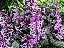 Ametista - Plectranthus Saccatus - MAIOR - Imagem 4