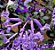 Ametista - Plectranthus Saccatus - MAIOR - Imagem 1
