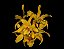 Dendrobium Stardust 'Chiyomi' - Imagem 2