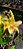 Dendrobium Stardust 'Chiyomi' - Imagem 3