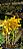 Dendrobium Stardust 'Chiyomi' - Imagem 1
