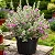 Folha de Prata - Leucophyllum Frutescens - Imagem 1