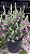 Leucophyllum Frutescens (Folha de Prata) - Imagem 6