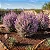 Folha de Prata - Leucophyllum Frutescens - Imagem 3