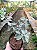 Folha de Prata - Leucophyllum Frutescens - Imagem 5