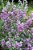 Leucophyllum Frutescens (Folha de Prata) - Imagem 5