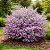 Folha de Prata - Leucophyllum Frutescens - Imagem 2