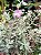 Folha de Prata - Leucophyllum Frutescens - Imagem 6