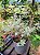 Folha de Prata - Leucophyllum Frutescens - Imagem 8