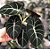 Alocasia Black Velvet (Alocasia Negra) - Imagem 4