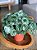 Planta Melância - Peperomia argyreia - Imagem 1