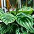 Planta Melância - Peperomia argyreia - Imagem 4