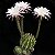 Cacto Echinopsis eyriesii - Imagem 1