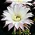 Cacto Echinopsis eyriesii - Imagem 3