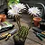 Cacto Echinopsis eyriesii - Imagem 4