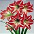 Amaryllis Minerva (bulbo de flor) - Imagem 1