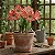 Amaryllis Minerva (bulbo de flor) - Imagem 1
