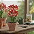 Amaryllis Minerva (bulbo de flor) - Imagem 3