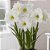 Amaryllis Intokazie - Imagem 2
