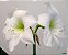 Amaryllis Intokazie - Imagem 1