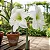 Amaryllis Intokazie - Imagem 2