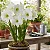 Amaryllis Intokazie - Imagem 1