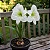 Amaryllis Intokazie - Imagem 3