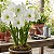 Amaryllis Intokazie - Imagem 1