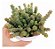 Crassula Rupestris (Rabinho de Porco) - Suculenta - Imagem 3