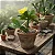 Brasiliopuntia Brasiliensis - Cacto - Imagem 2