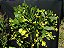 Brasiliopuntia Brasiliensis - Cacto - Imagem 1