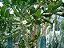 Brasiliopuntia Brasiliensis - Cacto - Imagem 5